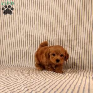 Kyle, Maltipoo Puppy